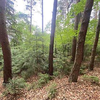 Prodej lesa 3093 m² Popovice, Popovice, okres Benešov