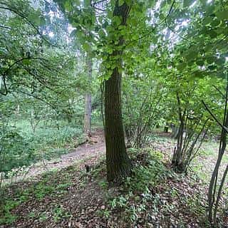 Prodej ostatních pozemků 576 m² Třebívlice, Třebívlice, okres Litoměřice