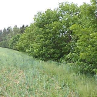 Prodej stavební parcely 1135 m² Pohledy, Pohledy, okres Svitavy