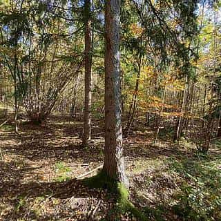 Prodej zemědělské půdy 9794 m² Železný Brod, Železný Brod, okres Jablonec nad Nisou
