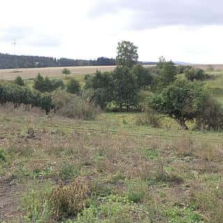 Prodej zemědělské půdy 3504 m² Tachov, Tachov