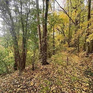 Prodej ostatních pozemků 2639 m² Svijany, Svijany, okres Liberec