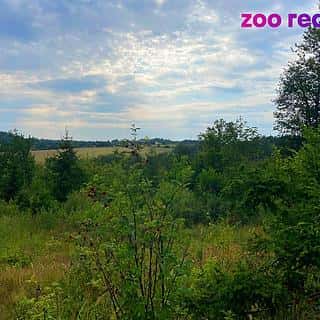 Prodej lesa 33000 m² Volfířov, Volfířov, okres Jindřichův Hradec