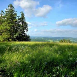 Prodej louky 10451 m² Vlastiboř, Vlastiboř, okres Jablonec nad Nisou