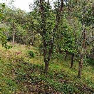 Prodej zahrady 1984 m² Hýskov, Hýskov, okres Beroun