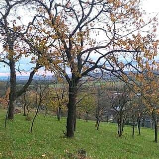 Prodej zahrady 3492 m² Přílepy, Přílepy, okres Kroměříž