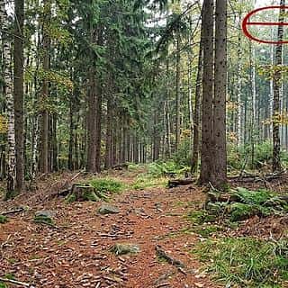 Prodej lesa 37279 m² Merboltice, Merboltice, okres Děčín
