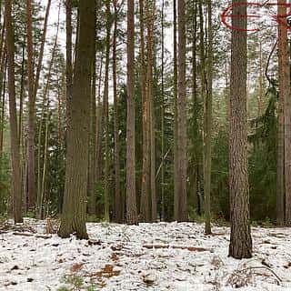 Prodej lesa 162122 m² Plužná, Plužná, okres Mladá Boleslav