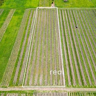 Prodej zemědělské půdy 4926 m² Březí, Březí, okres Břeclav