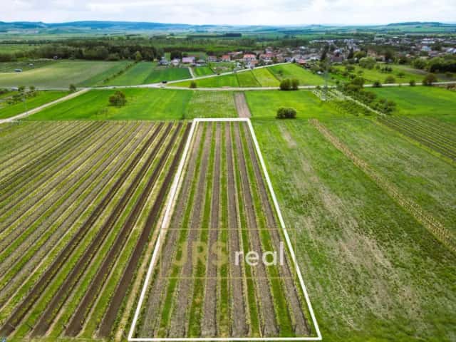 Prodej zavedené vinice 3 474 m2, Březí, Březí, okres Břeclav